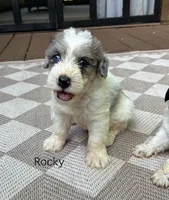 Rocky, a male Schnoodle for sale in Due West, SC – 1 of 4