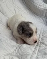 Rocky, a male Schnoodle for sale in Due West, SC – 2 of 3