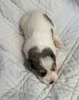 Rocky, a male Schnoodle for sale in Due West, SC – 3 of 3