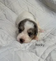 Rocky, a male Schnoodle for sale in Due West, SC – 1 of 3