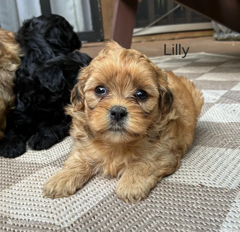 Lilly – Shihpoo puppy for sale in Due West, SC