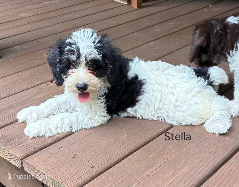 Stella – Schnoodle puppy for sale in Due West, SC