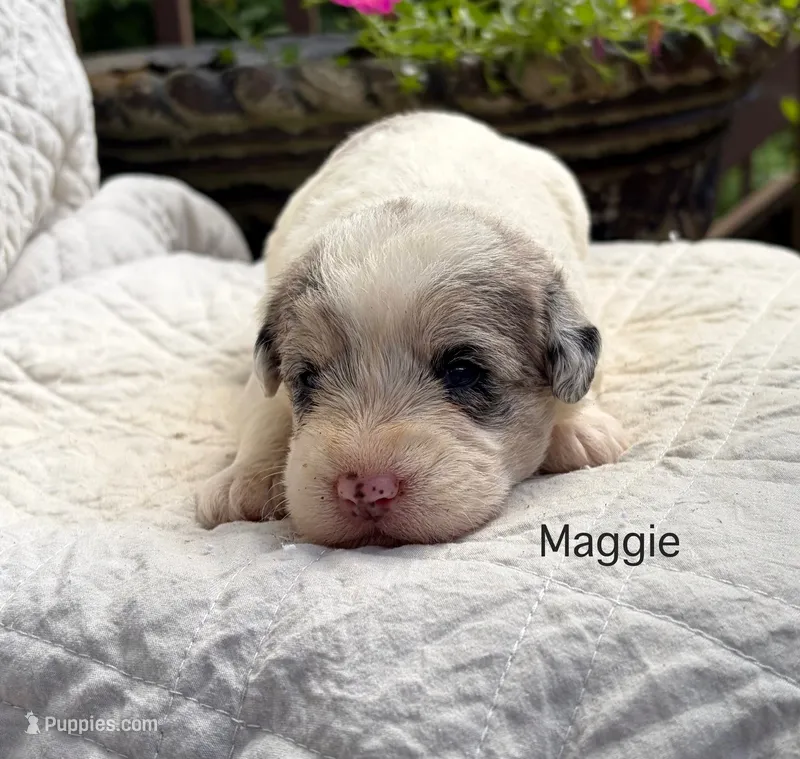 Maggie – Schnoodle puppy for sale in Due West, SC