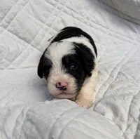 Oliver, a male Schnoodle for sale in Due West, SC – 2 of 3