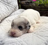 Maggie, a female Schnoodle for sale in Due West, SC – 2 of 3