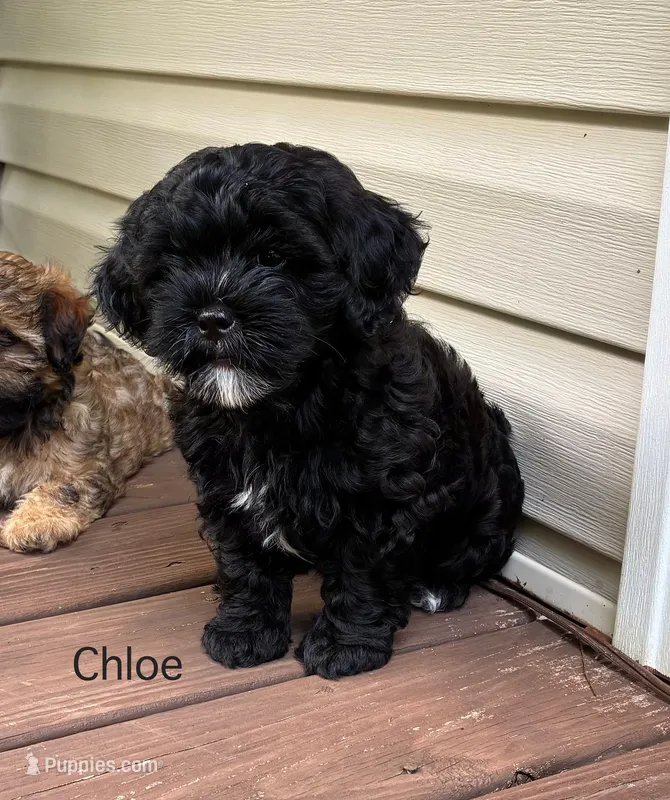 Chloe – Shihpoo puppy for sale in Due West, SC