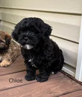 Chloe, a female Shihpoo for sale in Due West, SC – 2 of 3