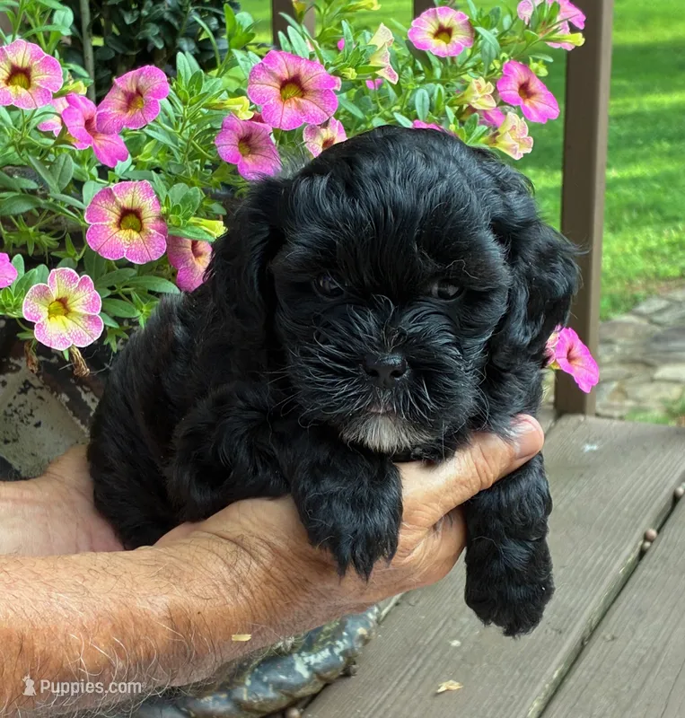 Chloe – Shihpoo puppy for sale in Due West, SC