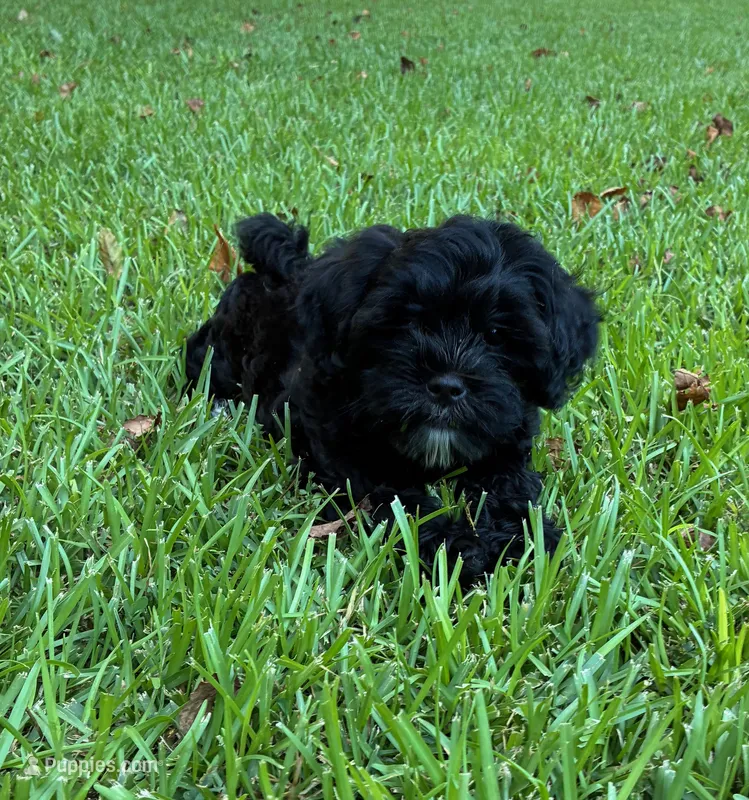 Chloe – Shihpoo puppy for sale in Due West, SC