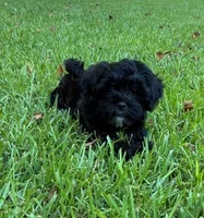 Chloe, a female Shihpoo for sale in Due West, SC – 1 of 3