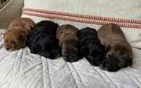 Ellie, a female Shihpoo for sale in Due West, SC – 2 of 2