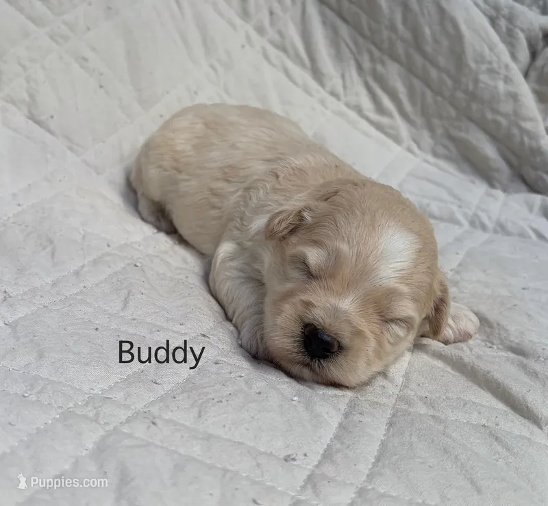 Buddy – Schnoodle puppy for sale in Due West, SC