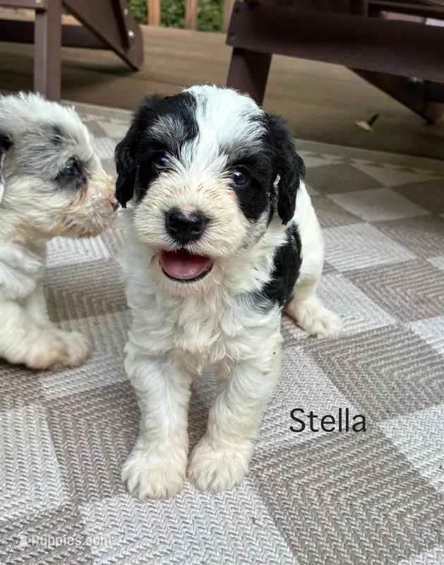 Stella – Schnoodle puppy for sale in Due West, SC