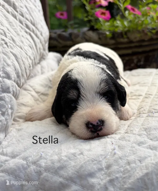 Stella – Schnoodle puppy for sale in Due West, SC