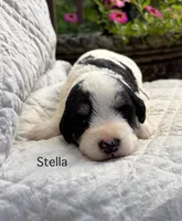 Stella, a female Schnoodle for sale in Due West, SC – 1 of 3