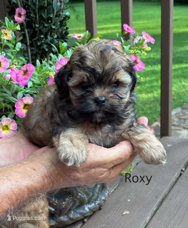 Roxy – Shihpoo puppy for sale in Due West, SC