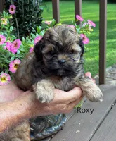 Roxy, a female Shihpoo for sale in Due West, SC – 1 of 1