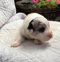 Maggie, a female Schnoodle for sale in Due West, SC – 3 of 3