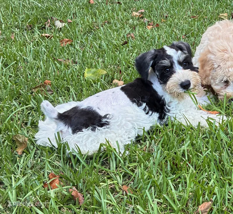 Stella – Schnoodle puppy for sale in Due West, SC