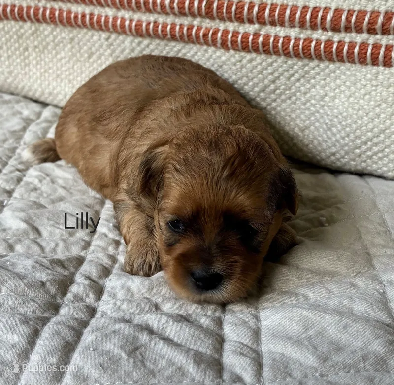 Lilly – Shihpoo puppy for sale in Due West, SC