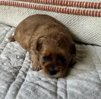 Lilly, a female Shihpoo for sale in Due West, SC – 1 of 2