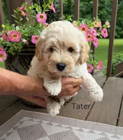 Tater, a male Schnoodle for sale in Due West, SC – 1 of 1