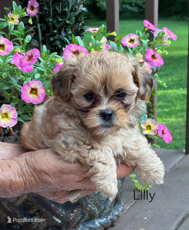 Lilly – Shihpoo puppy for sale in Due West, SC