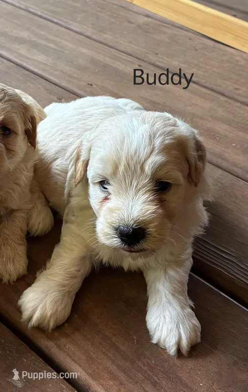 Buddy – Schnoodle puppy for sale in Due West, SC