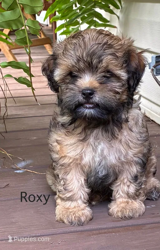 Roxy – Shihpoo puppy for sale in Due West, SC