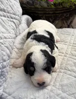 Stella, a female Schnoodle for sale in Due West, SC – 2 of 3