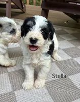 Stella, a female Schnoodle for sale in Due West, SC – 1 of 1