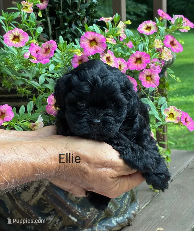 Ellie – Shihpoo puppy for sale in Due West, SC