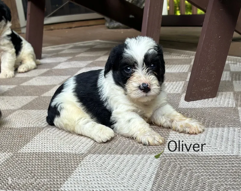 Oliver – Schnoodle puppy for sale in Due West, SC