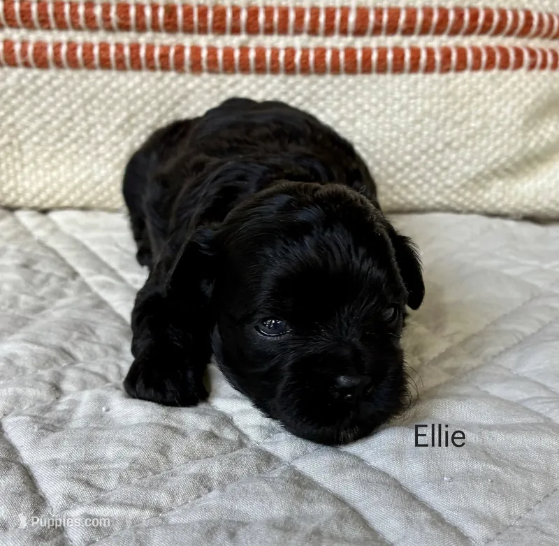 Ellie – Shihpoo puppy for sale in Due West, SC