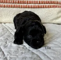 Ellie, a female Shihpoo for sale in Due West, SC – 1 of 2