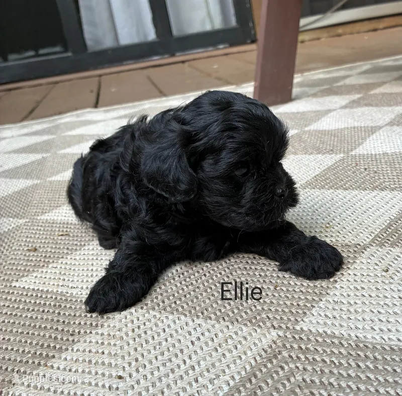 Ellie – Shihpoo puppy for sale in Due West, SC