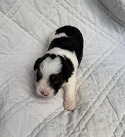 Oliver, a male Schnoodle for sale in Due West, SC – 3 of 3