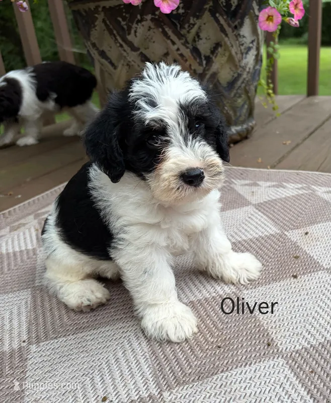 Oliver – Schnoodle puppy for sale in Due West, SC