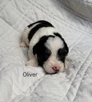 Oliver, a male Schnoodle for sale in Due West, SC – 1 of 3