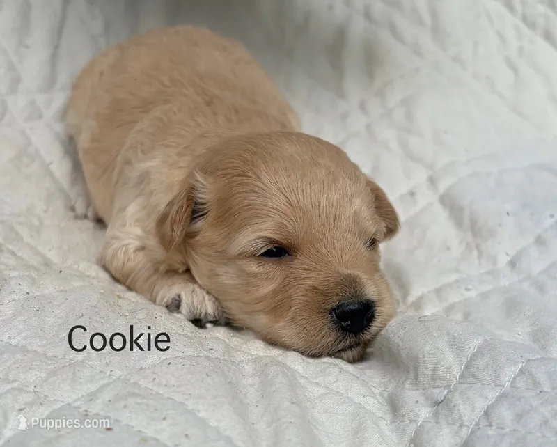 Cookie – Schnoodle puppy for sale in Due West, SC