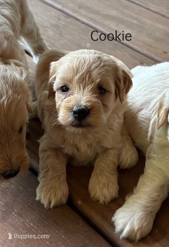 Cookie – Schnoodle puppy for sale in Due West, SC