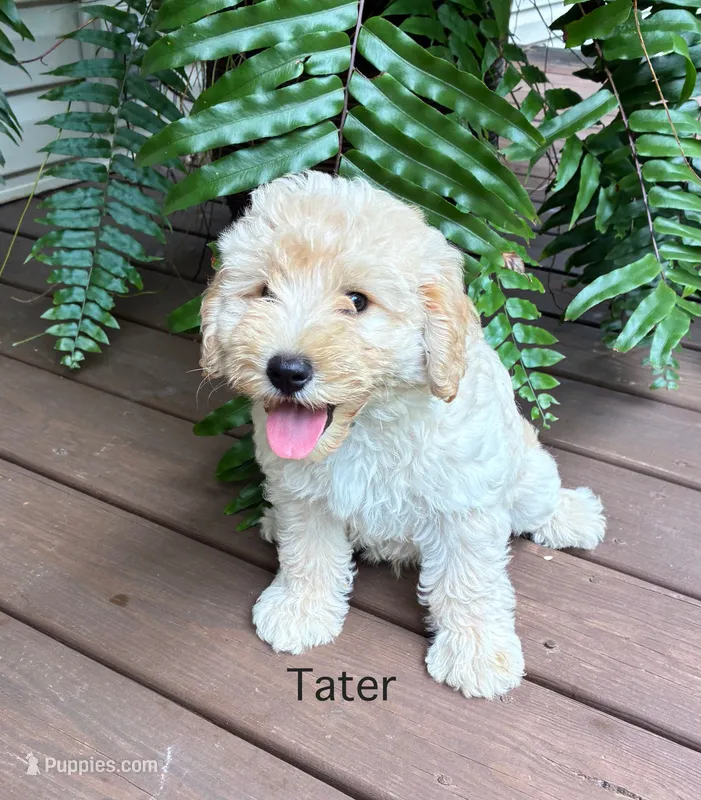 Tater – Schnoodle puppy for sale in Due West, SC