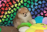 Camillla, a female Pomeranian for sale in Bark River, MI – 5 of 6