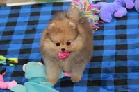 Pia, a female Pomeranian for sale in Bark River, MI – 2 of 6