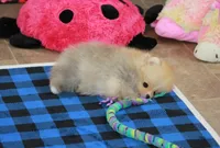 Remi, a female Pomeranian for sale in Bark River, MI – 6 of 6