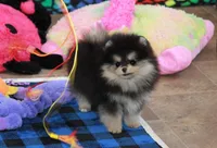 Carlisle, a male Pomeranian for sale in Bark River, MI – Photo 2 of 6