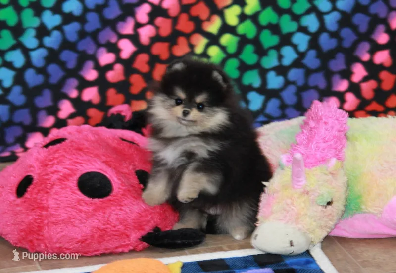 Carlisle – Pomeranian puppy for sale in Bark River, MI
