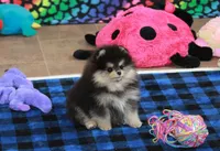 Carlisle, a male Pomeranian for sale in Bark River, MI – Photo 4 of 6