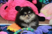 Carlisle, a male Pomeranian for sale in Bark River, MI – Photo 5 of 6