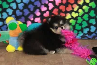 Carlisle, a male Pomeranian for sale in Bark River, MI – Photo 3 of 6